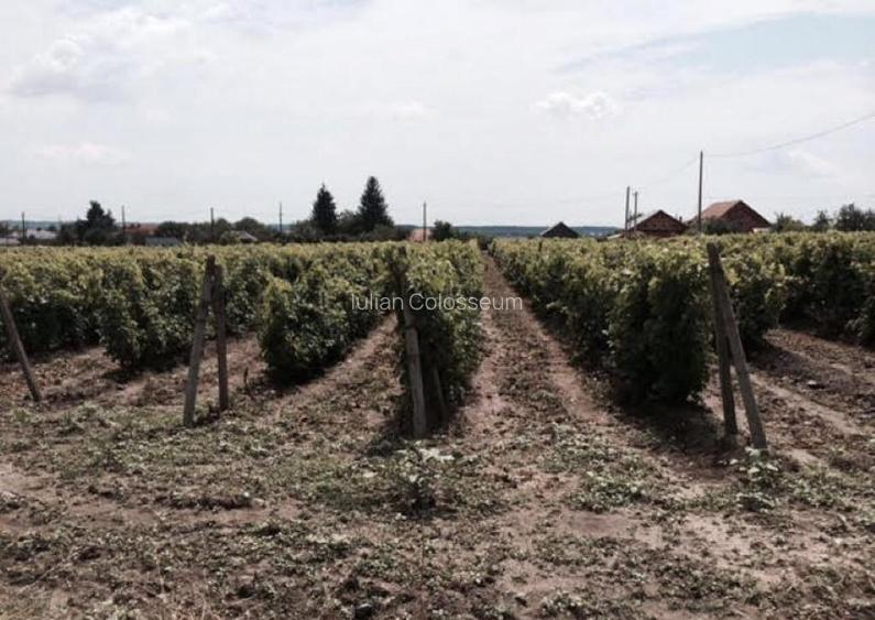 Teren de vanzre in Pitesti 53.000 mp + Conac Boieresc