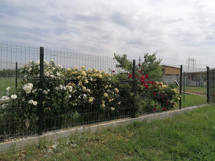 Tartasesti, Dambovita - 7