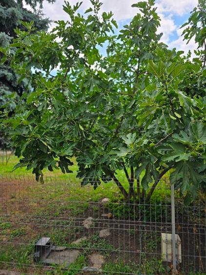 Casă deosebită de vânzare în Timișoara – Zona Pomiculturii, 750 / 225 mp utili - 14