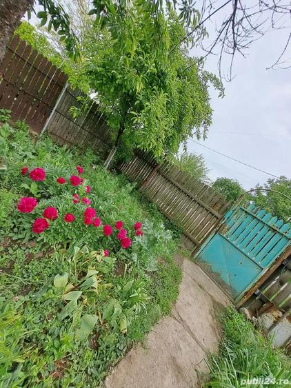 casa, com. Ileana, Calara?i - 8