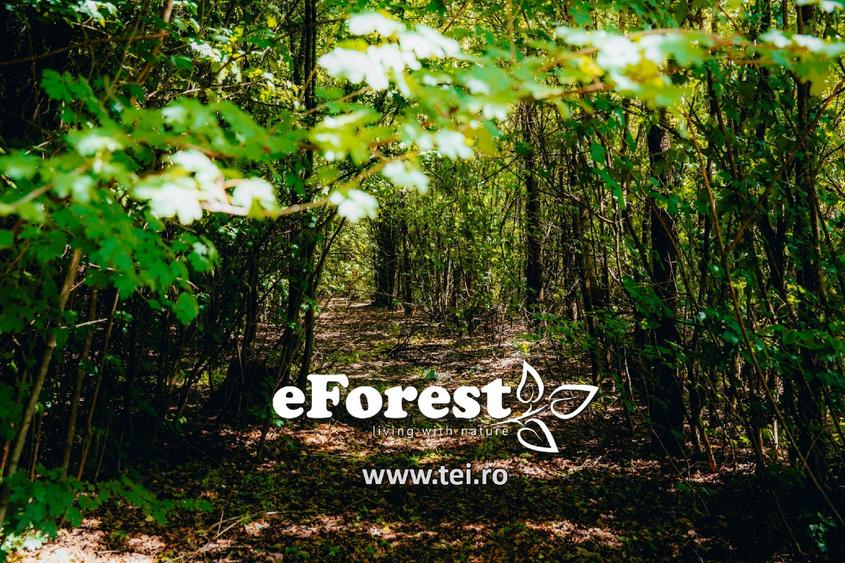 Loturi de casă 720 - 900 mp, langă Pădure în eForest, acces asfaltat - 1