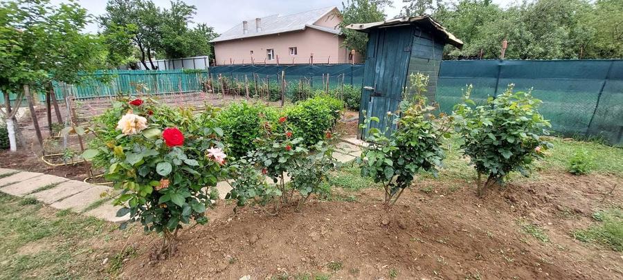 Casa 3 camere caramida, locuita in Baldana (Tartasesti) - 7