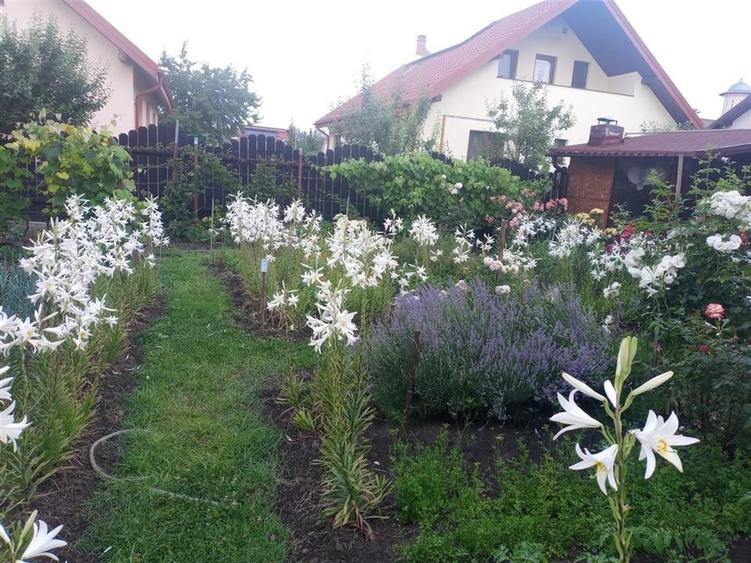 Bacau ,  Vila, la 5 minute de Centrul Orasului - 7