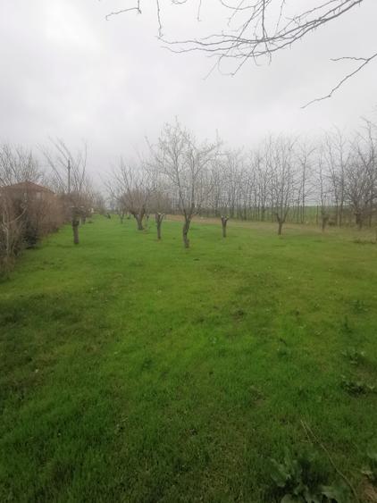 Teren Intravilan Techirghiol 4350mp - 5