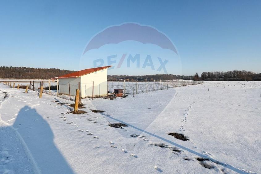 Teren cu plantatie de aronia - 7