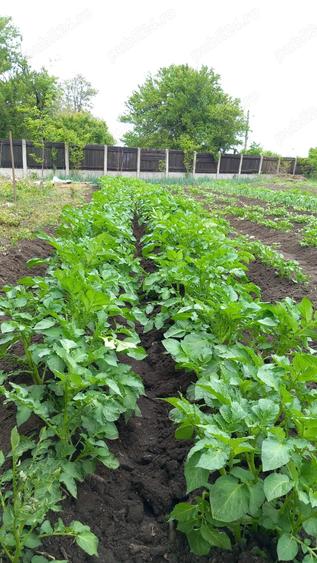 Vand casa Glodeanu Sili?tea - 6