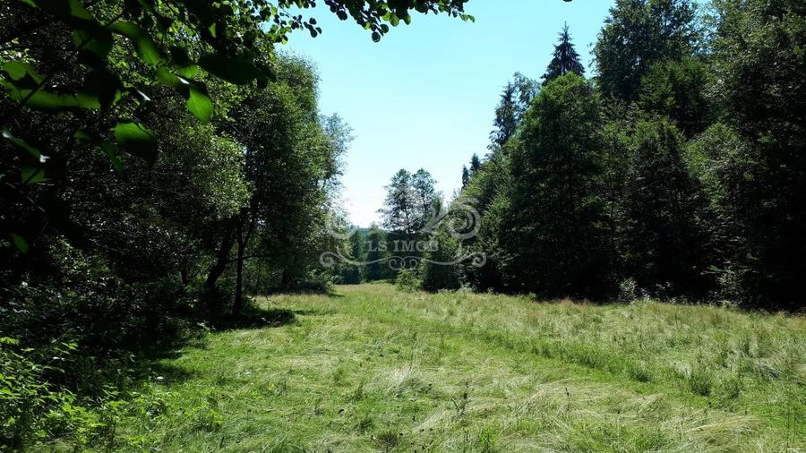 Vand teren si padure conifere in Albestii de Muscel. - 3