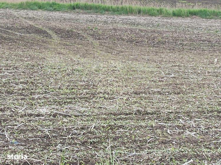 Teren intravilan 1800 mp cu utilitati-ideal casa P+2E-Sarata - 2