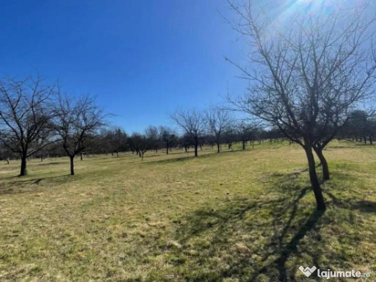 Teren 50 ari in Satu Nou de Sus utilita?i la teren, p - 1