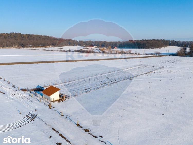 PLANTATIE ARONIA- TEREN AGRICOL - 6