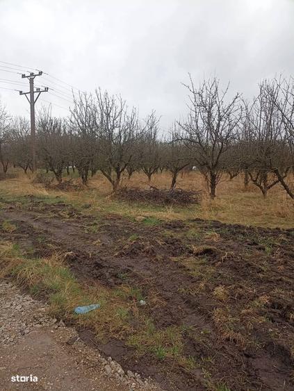 De vanzare teren intravilan in Sfantu Gheorghe - 8