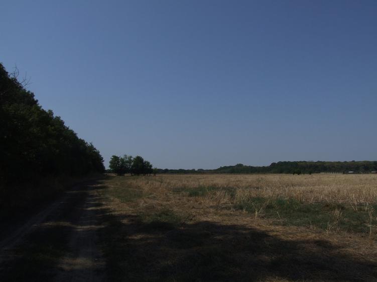 Clinceni-Ordoreanu-padure loturi  733mp - 9