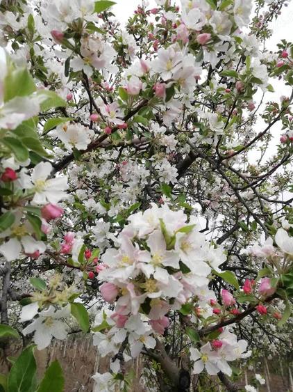 Vand teren intravilan , cultura de vie si casa batraneasca - 1