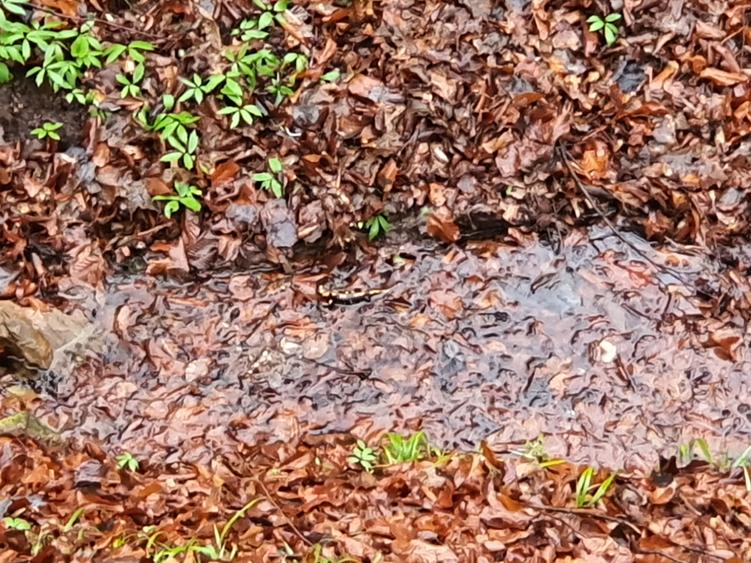 Teren Poiana Marului pretabil investitie 5 euro/mp - 9