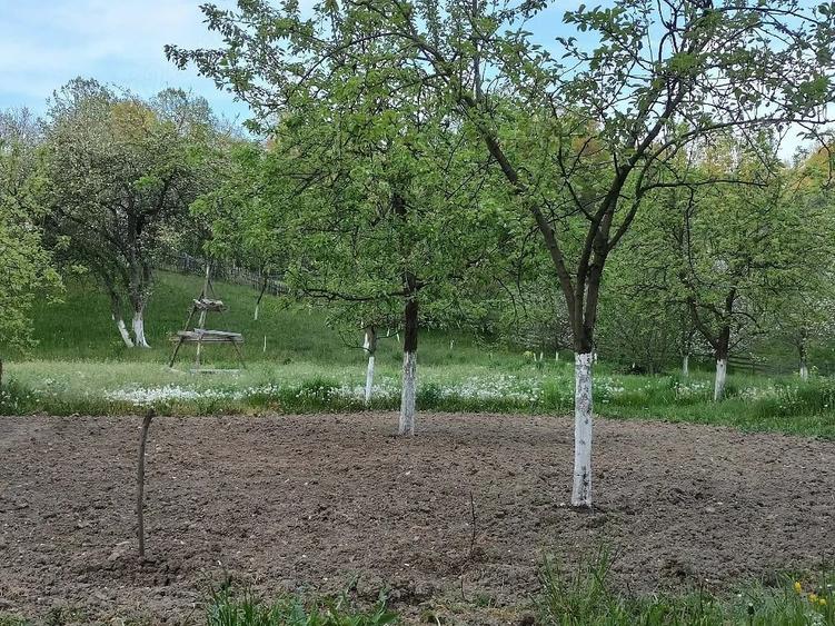 Teren de 1500 mp, în Central
