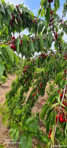 Casa + teren de vanzare Valea Nucului - 4