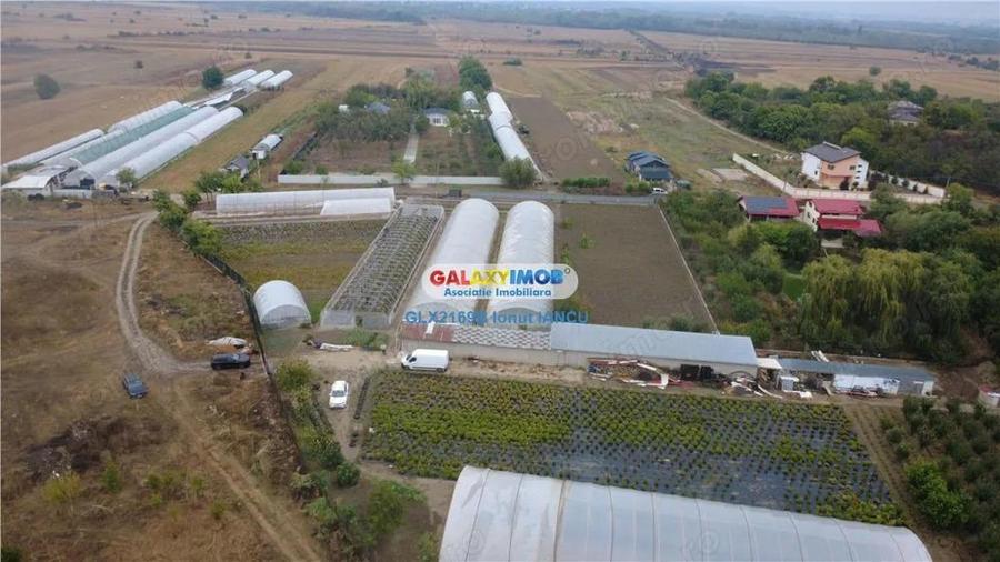 Solare Flori si Legume - Bujori - 1