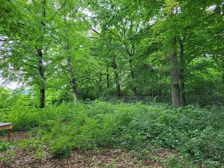 CEL MAI FRUMOS  TEREN CU PADURE SI  DESCHIDERE LA LACUL SNAGOV - 3