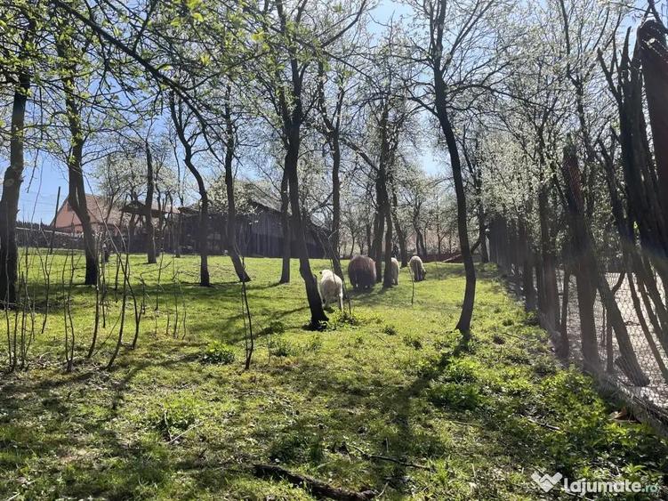 Teren intravilan Poplaca, 989 mp, centru, la 8 minute de Sibiu - 9