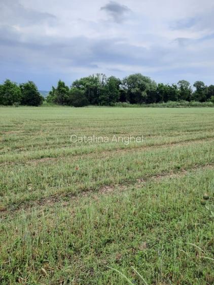 Teren extravilan de vanzare, 4900 mp, Boldesti Scaieni