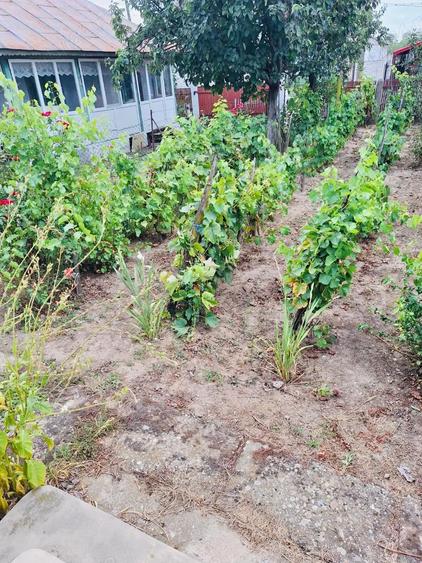 vand proprietate in com.Verguleasa, sat Verguleasa, str.Verguleasa Mare nr.79 - 1