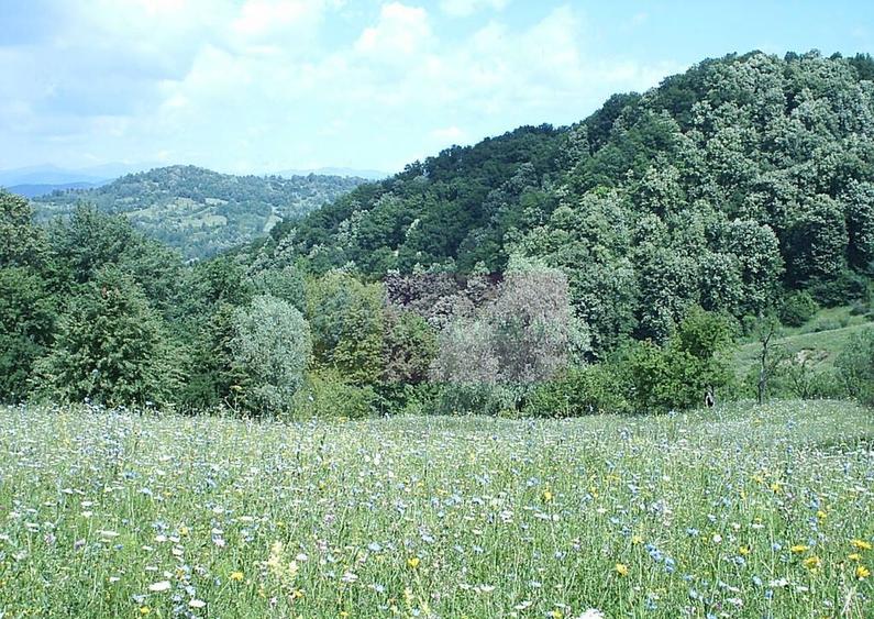 Teren intravilan de vanzare in Telega - 25