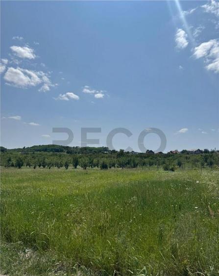 RECO teren in Paleu - 2