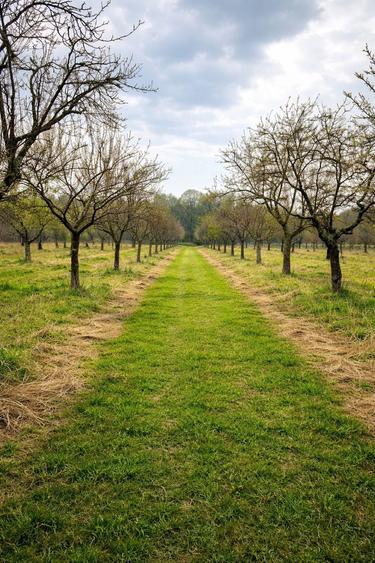 Teren ~1 ha cu asfalt si utilitati la poarta, langa padure - 1