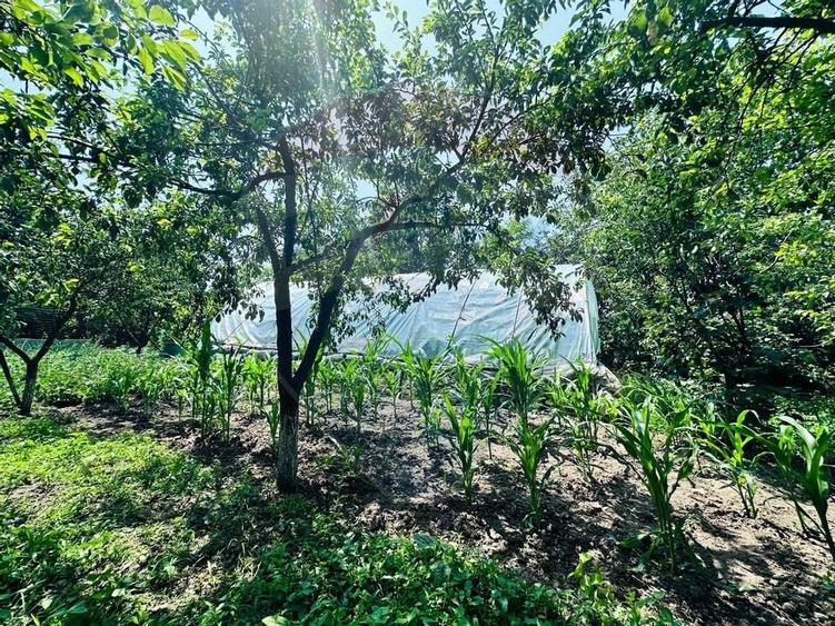 Teren 1537mp cu Livada si Iesire la Lac in Niculesti-Dambovita - 8