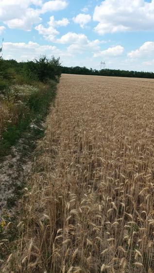 Teren de 4000 mp, în Valea Vinului