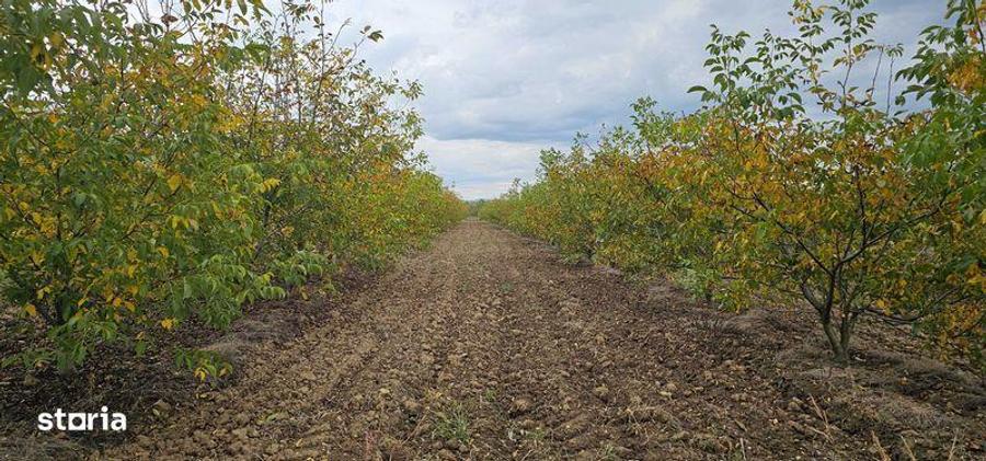 Vanzare plantatie/ferma de nuci, 2000 pomi, 14ha, Prahova - 3