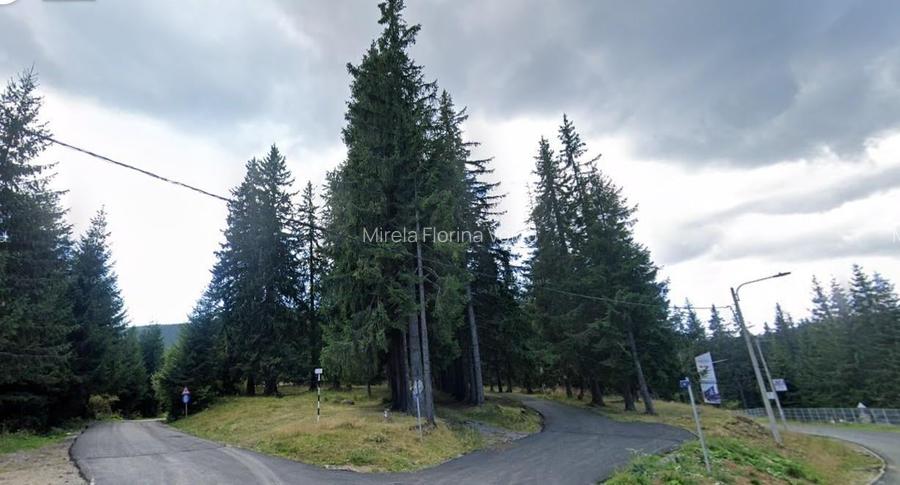 Teren 1400mp intravilan padure in statiunea Paltinis -zona statia Meteorologica