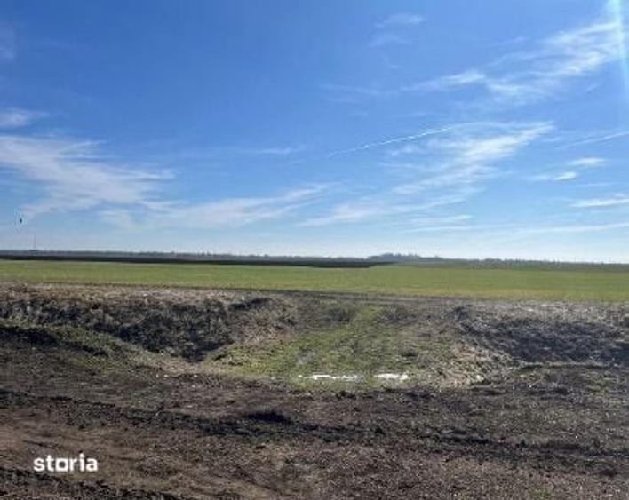 Cota 1/2 teren extravilan. Loc. Dor Marunt, Jud. Calarasi - 4