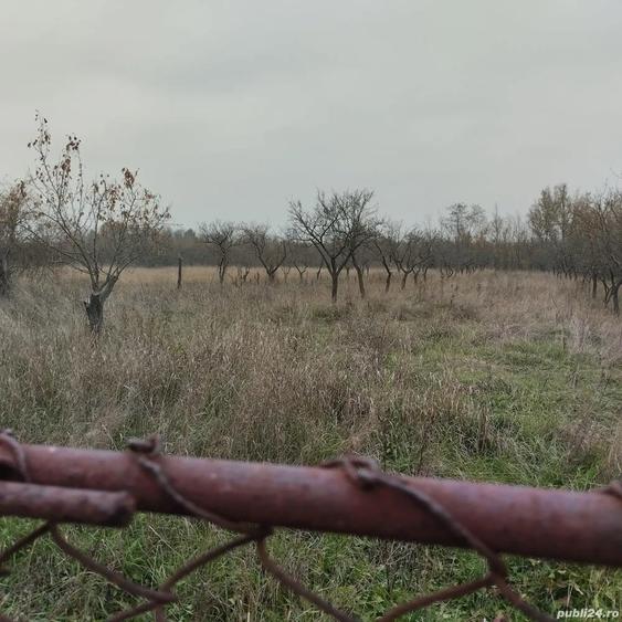 Proprietate de vanzare.Sat Draghicesti com.Sapata jud.Arges - 7