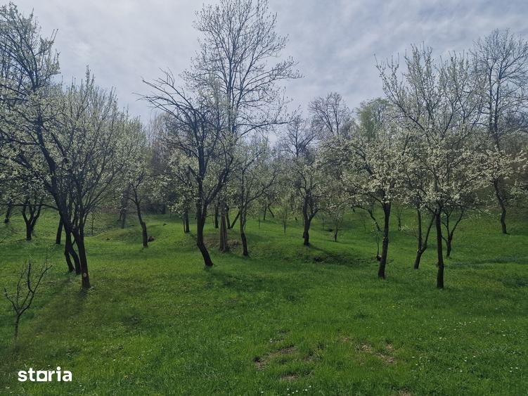 Teren de 12000 mp, în Ghioșești