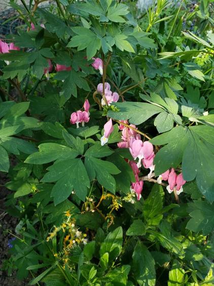 Teren intravilan - 1