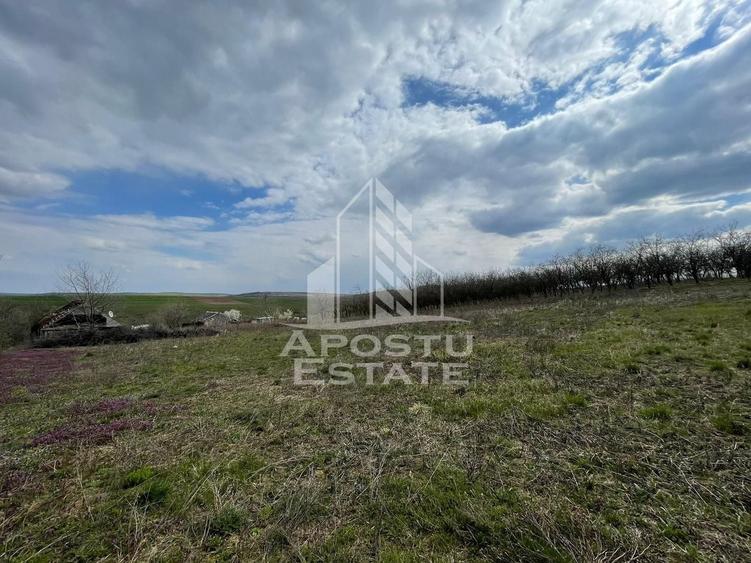 Teren intravilan pentru investitie, 2896 mp, Herneacova Timis - 4