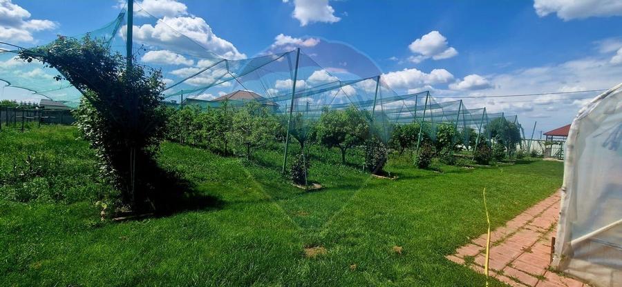 TEREN Investitie livada cu 116 pomi fructiferi in Comuna Livada - 3