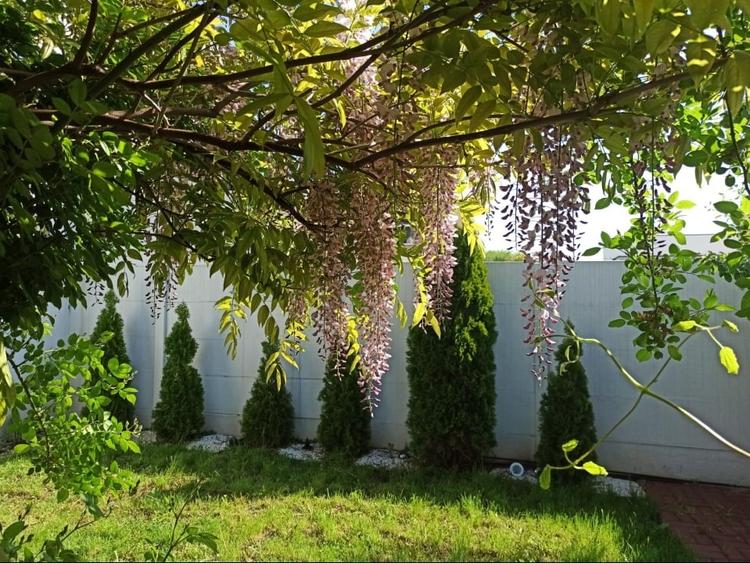 Casă 5 camere Corbeanca aproape de Mall, cu panouri solare, mobilată și utilată - 8