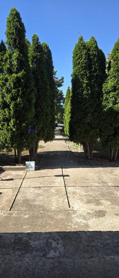 Vila de vanzare cu teren generos zona Ciolpani - 1