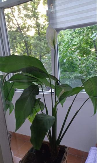 Bd.Cantemir,Metrou Unirii,Loc De Parcare,Balcon,Complet Mobilat si Utilat - 8