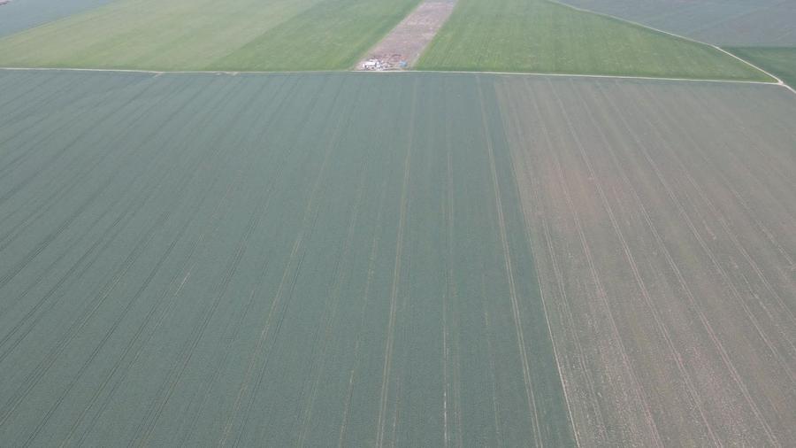 Giarmata Mare /teren 3,8 ha/preț  4,5 euro /mp - 3