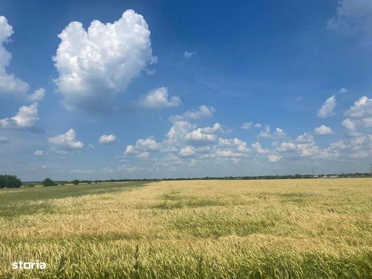 Vanzare teren intravilan Cernica_Tanganu, lot 954mp - 1