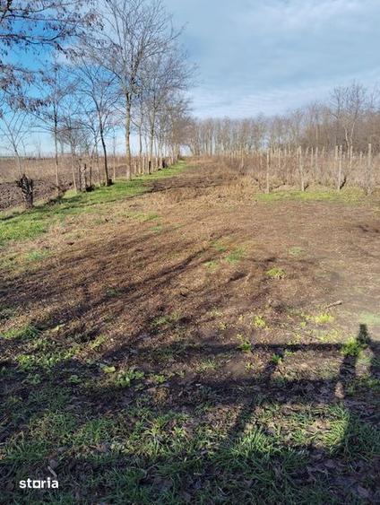 Casă cu 4 camere cu Teren 2000 Mp în Roșiești