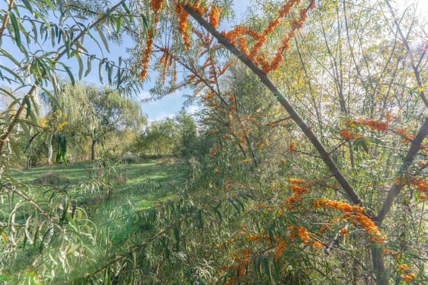 Proprietate rara in Covasna - liniste, spatiu si potential de investitie - 9