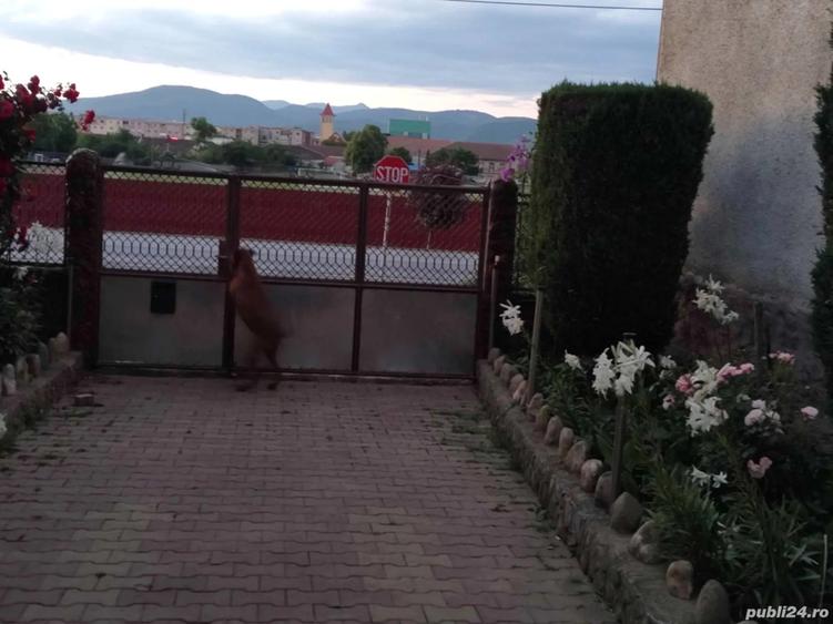 Casa Superba cu Piscina - 6