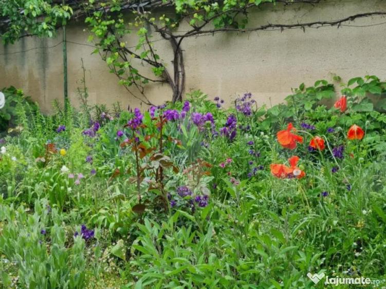 Oportunitate! Casa Bod pe un singur nivel, teren 980 mp pivn - 15