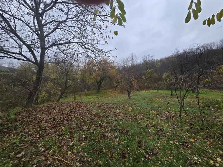 Teren intravilan Tomesti - 4