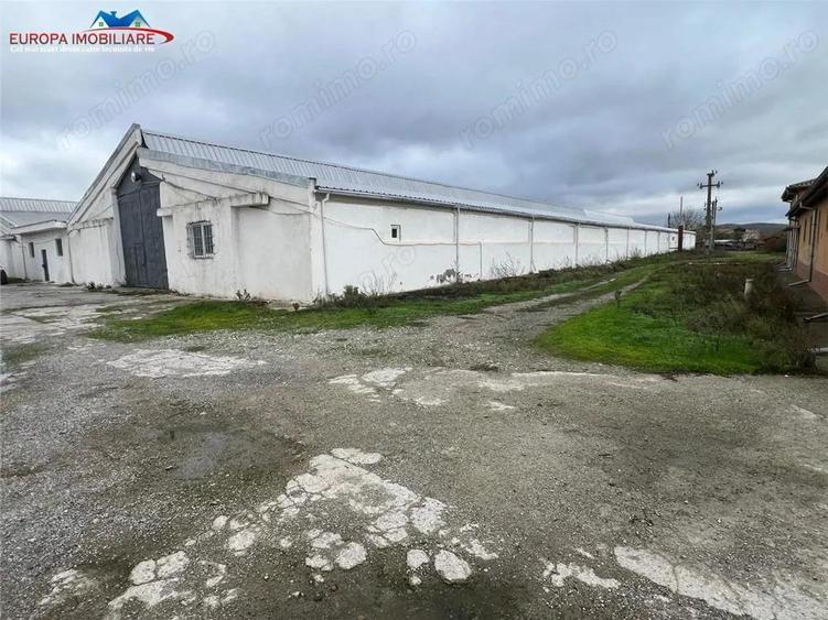 Hale de inchiriat localitatea M. Kogalniceanu Tulcea - 5
