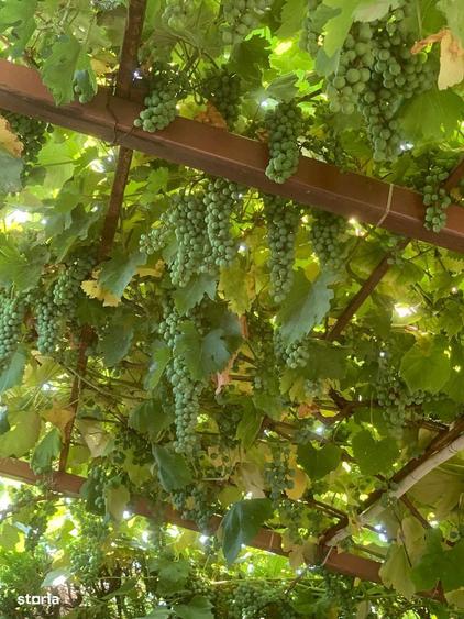 Teren intravilan, acces la utilita?i, Vanatori, jud. Gala?i - 5